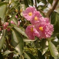Tabebuia rosea (Bertol.) Bertero ex A.DC.